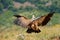 Vulture fight in nature. Griffon Vulture, Gyps fulvus, big bird flying in the forest mountain, nature habitat, Madzarovo, Bulgaria