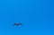 A vulture flies overhead against a blue sky