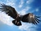 Vulture in flight in blue sky