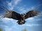 Vulture in flight in blue sky