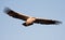 Vulture in flight in blue sky
