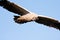 Vulture in flight in blue sky