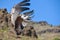 Vulture in free flight at Palmitos Park Maspalomas, Gran Canaria, Spain