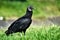 Vulture on the grass in broad daylight