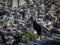 Vulture looking at favela