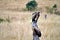 Vulture in masai mara