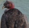 Vulture is the name given to 2 groups of scavenging birds of prey