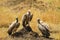 Vulture in nature wildlife kenya