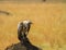 Vulture in nature wildlife kenya