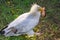 Vulture (neophron percnopterus) is wolking with prey on the grass