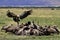 Vulture party, Masai Mara, Kenya