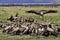 Vulture party, Masai Mara, Kenya