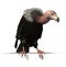 Vulture Perched on an Edge