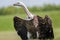 Vulture portrait. Ruppell`s griffon vulture bird of prey scaveng