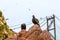 Vulture red neck birds in Ballestas Islands.Peru.South America. National park Paracas.