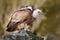 Vulture in the rocky habitat. Bird Eurasian Griffon Vulture, Gyps fulvus, sitting on the stone, rock mountain, Spain. Wildlife ani