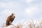 Vulture scavenger posed at the top of an acacia in the park of M