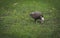 A vulture searches for food in the grass