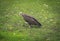 A vulture searches for food in the grass