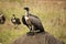 Vulture sitting on a dead elephant