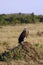 Vulture sitting on a hill in the African savannah