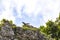 Vulture spreads its wings on top of Coba ruins Mexico