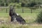 Vulture taking off from farmland. Ruppells griffon vulture Gyps