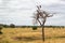 Vulture on the top of a tree in the middle of the yellow savannah of Tarangire National Park, in Tanzania