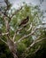 Vulture in Tree in Port Mansfield, Texas