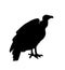 Vulture vector silhouette illustration isolated on white background. Big bird symbol. Griffon vulture .