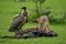 Vulture watches black-backed jackal eating wildebeest carcase