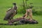 Vulture watches black-backed jackal by wildebeest carcase