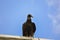 Vulture wild bird raptor animal