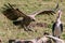 Vulture wings open flying high Marabou stork watching at the Maasai Mara National Game Reserve park rift valley Narok county east