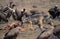 Vultures and Black-Backed Jackal, canis mesomelas, Adult eating Carcass of Impala, Masai Mara Park in Kenya
