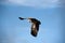 Vultures blue sky mountain peak soar fly free