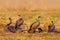Vultures with bull carcass. White-backed vulture, Gyps africanus, in the nature habitat. Bird group with catch. Okavango delta,