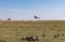 Vultures clean up nature feasting on the prey leftovers on the Savannah Grassland wilderness at the Maasai Mara National Game Rese