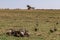 Vultures clean up nature feasting on the prey leftovers on the Savannah Grassland wilderness at the Maasai Mara National Game Rese