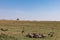 Vultures clean up nature feasting on the prey leftovers on the Savannah Grassland wilderness at the Maasai Mara National Game Rese