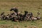 Vultures clean up nature feasting on the prey leftovers on the Savannah Grassland wilderness at the Maasai Mara National Game Rese