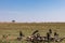 Vultures clean up nature feasting on the prey leftovers on the Savannah Grassland wilderness at the Maasai Mara National Game Rese