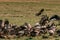 Vultures clean up nature feasting on the prey leftovers on the Savannah Grassland wilderness at the Maasai Mara National Game Rese