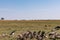 Vultures clean up nature feasting on the prey leftovers on the Savannah Grassland wilderness at the Maasai Mara National Game Rese