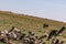 Vultures clean up nature feasting on the prey leftovers on the Savannah Grassland wilderness at the Maasai Mara National Game Rese