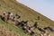 Vultures clean up nature feasting on the prey leftovers on the Savannah Grassland wilderness at the Maasai Mara National Game Rese