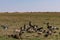 Vultures clean up nature feasting on the prey leftovers on the Savannah Grassland wilderness at the Maasai Mara National Game Rese