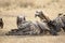Vultures cut up carcasses of zebra