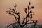 Vultures in a dead tree silhouetted against evening sky