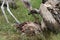 Vultures Eating - Serengeti, Tanzania, Africa